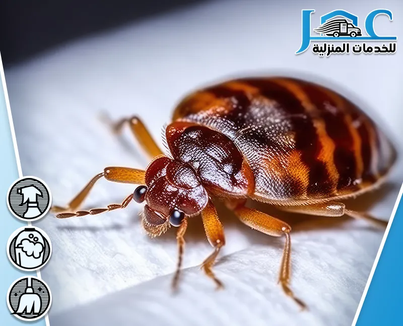 شركة مكافحة بق الفراش بالمدينة المنورة