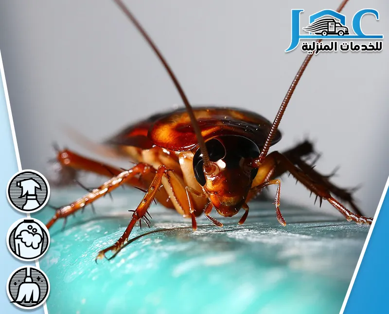 شركة مكافحة الصراصير بالمدينة المنورة