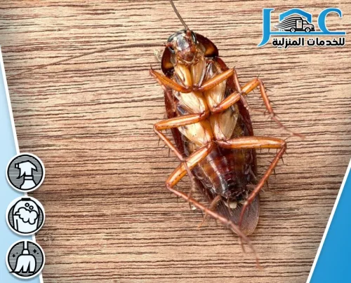 مكافحة الصراصير في المطاعم بالمدينة المنورة مكافحة الصراصير في المطاعم بالمدينة المنورة