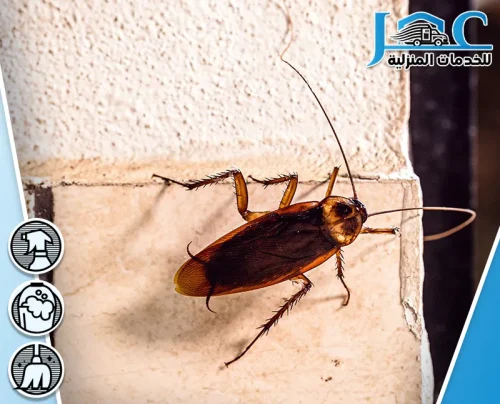 مكافحة صراصير المطبخ بالمدينة المنورة مكافحة صراصير المطبخ بالمدينة المنورة