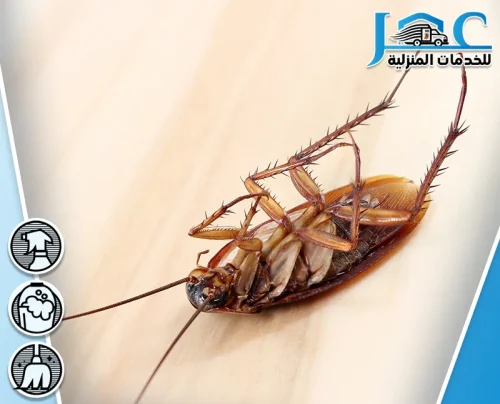 Cockroach control (4) Cockroach control (4)