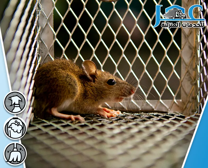 شركة مكافحة فئران بالمدينة المنورة