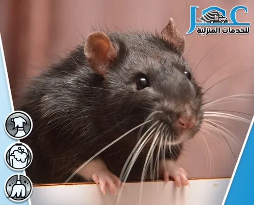 عمال مكافحة فئران بالمدينة المنورة عمال مكافحة فئران بالمدينة المنورة