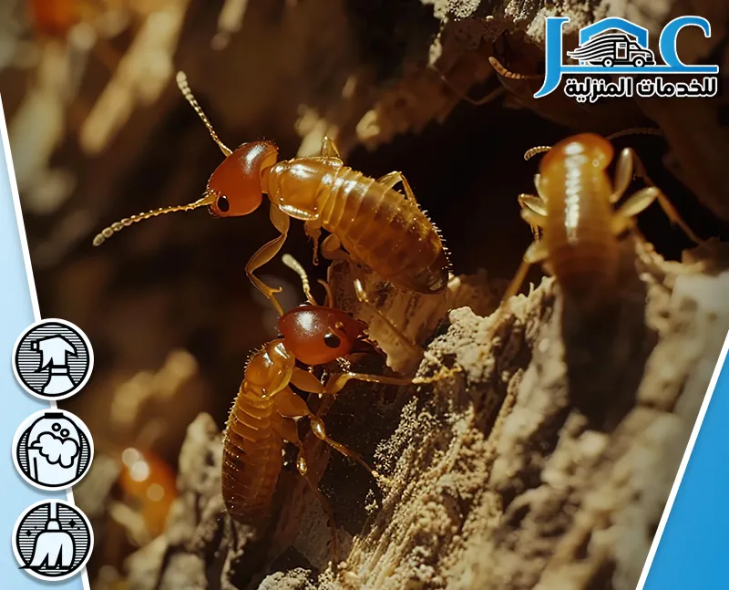 شركة مكافحة النمل الابيض بالمدينة المنورة