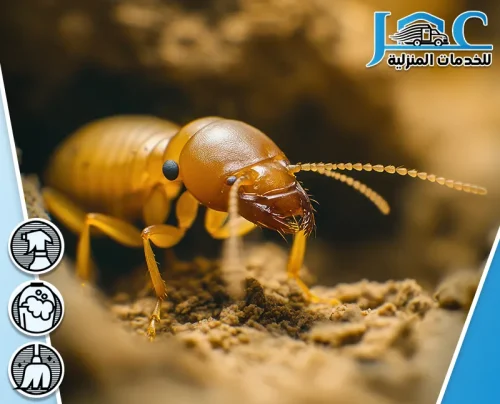 مكافحة النمل الابيض بالمدينة المنورة مكافحة النمل الابيض بالمدينة المنورة