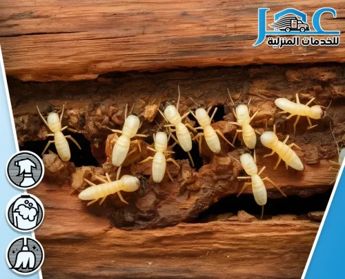 مكافحة النمل الابيض الارضة بالمدينة المنورة مكافحة النمل الابيض الارضة بالمدينة المنورة