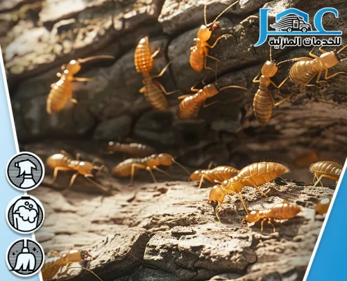 مكافحة نمل الابيض بالمدينة المنورة مكافحة نمل الابيض بالمدينة المنورة